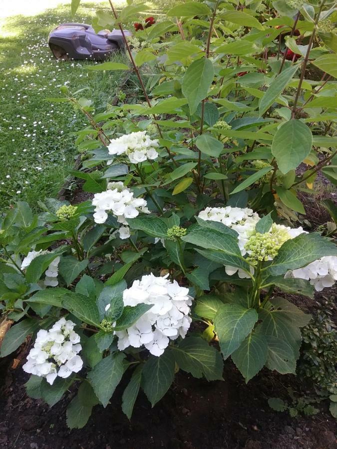 B&B Au Jardin Fleuri Марш ан Фамен Екстериор снимка